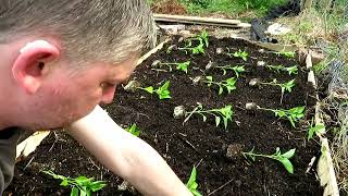 Building and Planting the Bell Pepper Bed  4/18/24