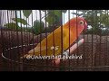 Call Lovebird, Suara Panggilan Untuk Memancing Bunyi Labet Balibu