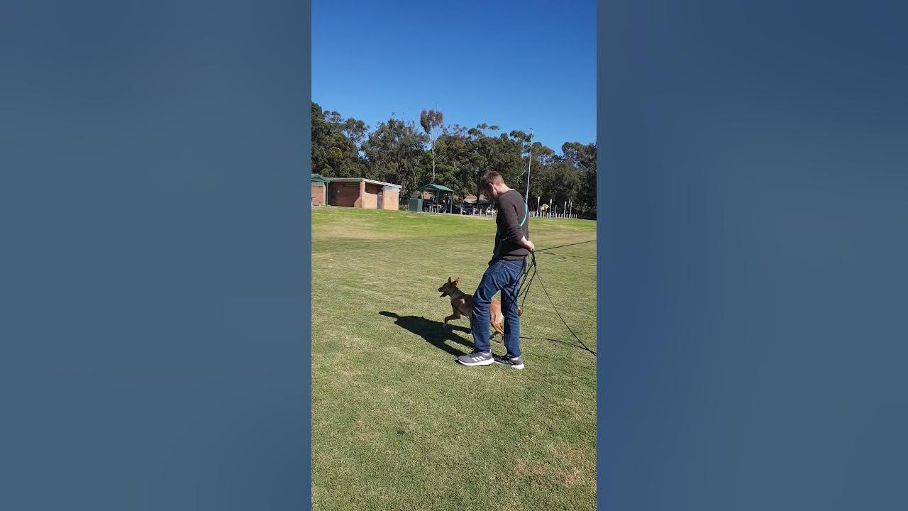 The Use of 10m Long Lead in Dog Training YouTube