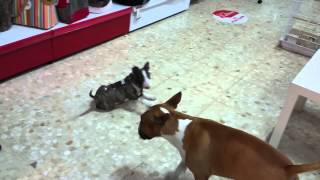 Gula Y Goku Élite Y Barón Diamondminibull