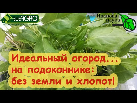 САМЫЙ КРУТОЙ ДОМАШНИЙ ОГОРОД БЕЗ ПОЧВЫ, ГОРШКОВ и даже... БЕЗ СЕМЯН! Огород на подоконнике - СИЛА!