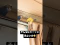 若かりし頃のインコ　#インコまるけ #shorts #セキセイインコ