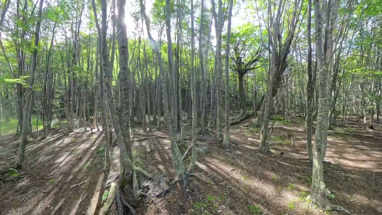 Passeggiata foresta Patagonica lago Roca