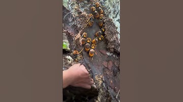 Cách tìm Ong chúa ngủ đông