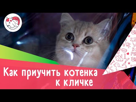 Как приучить котенка к кличке: 4 правила