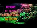 ПОЧЕМУ НЕ РАСТУТ АКВАРИУМНЫЕ РАСТЕНИЯ