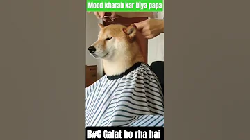 Funniest Dog Memes Ever Try Not To Laugh Trend Chopp Shorts 