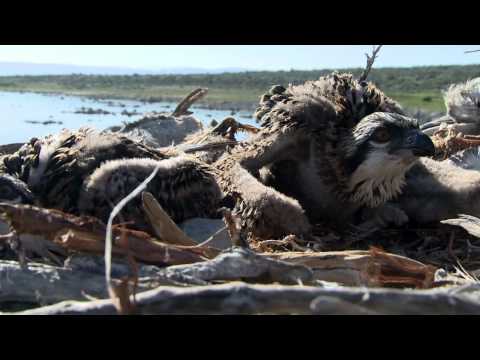 Mono Lake Film