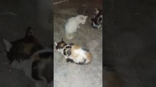 القطط      سمعها