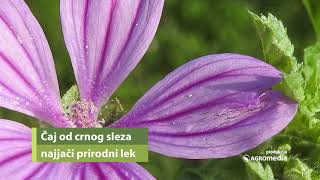 Čaj od crnog sleza – najjači prirodni lek