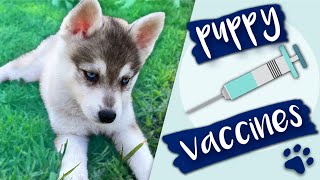 Alaskan Klee Kai New Puppy Vaccine Schedule  Live Puppy Cam
