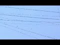 Birds on wires / Птицы на проводах