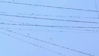 Birds on wires / Птицы на проводах