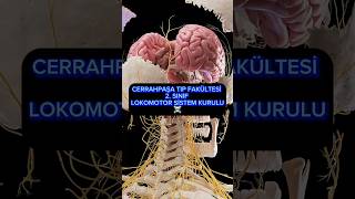 Cerrahpaşa Tıp Lokomotor Sistem Kurulu