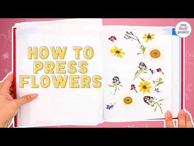How To Press Flowers - 4 different methods 🌷🌻(Can they press in 15  seconds?) 