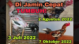 CEPAT TUMBUH❗HASIL MEMPERCEPAT PERTUMBUHAN BULU AYAM!!