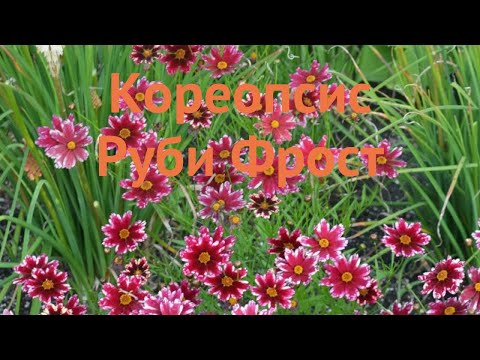 Video: Coreopsis Med Mange Ansigter