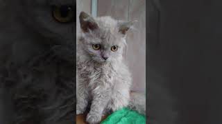 Кудрявые котята породы селкирк-рекс.Продажа ! Кудрявые котята породы селкирк-рекс.Продажа !