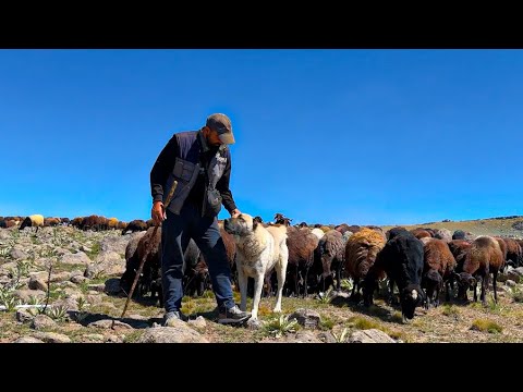 Video: Yemek odası görevlisinin temel görevleri: işlevler ve talimatlar