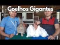 Criação de coelhos Gigantes /rami na alimentação de coelho/coelho na solta /higienização das gaiolas