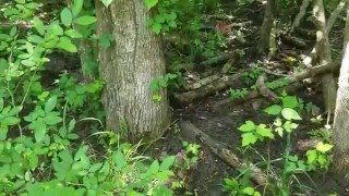 Camp Update out on the Property Nature Takes its Course