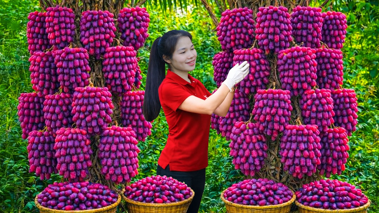 Harvesting Many Giant Purple Grape Clusters & Selling at the Rural Market | Simple Rural Girl Life