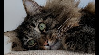 The cutest thing Moss does | Norwegian Forest Cats by Roy and Moss 1,206 views 2 months ago 33 seconds