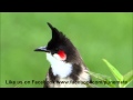 Bulbul Singing