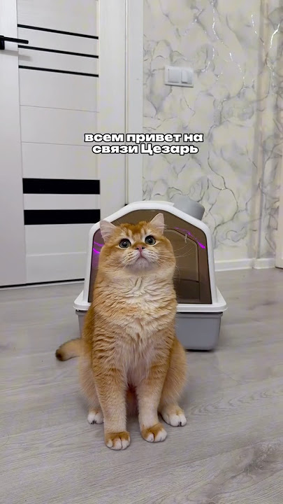 🙈 Наполнитель для лотка ВБ #252844229