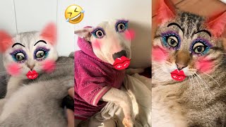 Funniest Cats and Dogs Videos ? Best Funny Animal Videos 2024 ? Part 6