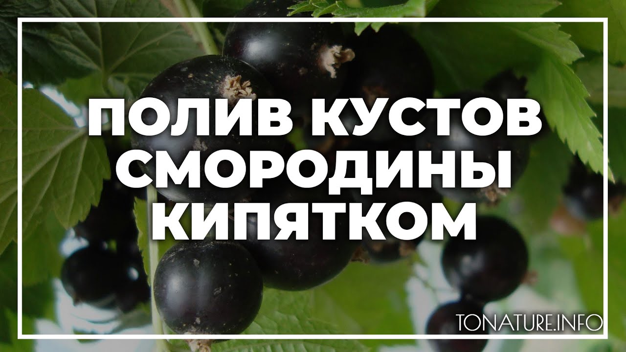 Облив кустов смородины