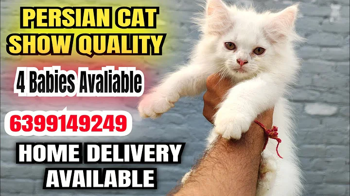 Video 10369961: persian cat kitten pet, quality persian cat kitten, persian cat show quality, persian cat home