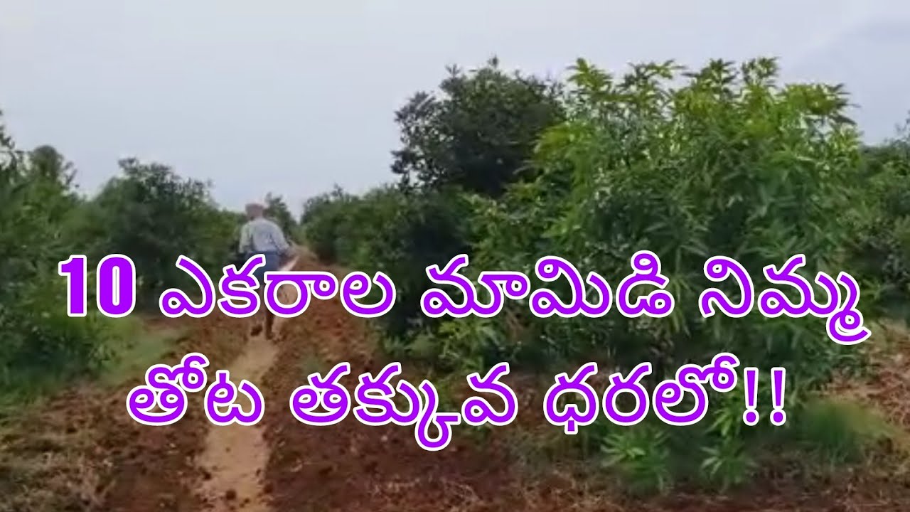 mango and lemon garden#red soil land#real estate మామిడి నిమ్మ తోట#