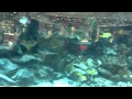 Киев Оушен Плаза  Мега аквариум!