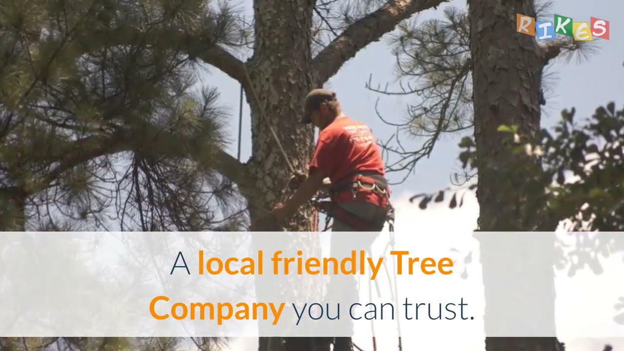 Emergency Tree Removal Charlotte - Tree Service Charlotte