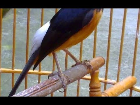 Ciri Ciri Burung Murai Batu Lampung Dan Kelebihannya Youtube
