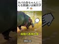 カバの赤ちゃんにこんな間違いは絶対ダメ 😱