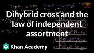 Dihybrid cross and the Law of Independent Assortment | High school biology | Khan Academy