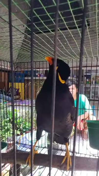 Viral !!! burung BEO menyebut ALLAHHUAKBAR
