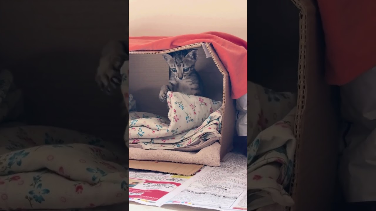 🐶 Petcare Startup Supertails ने जुटाए $30 मिलियन,