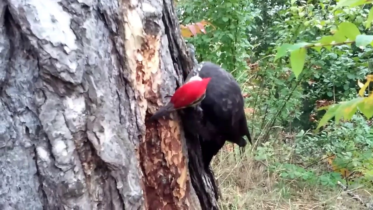 Pileated Woodpecker Makes HUGE Holes In Tree YouTube pileated-woodpecker-makes-huge-holes-in-tree-youtube