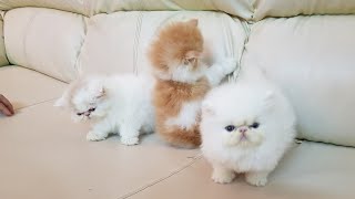Extreme punch persian kitten | FELINE LIBERTY PERSIANS  9421667331 Top quality persian cat in india