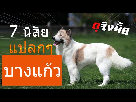 7 ข้อ เสีย ของ บางแก้ว นิสัยแปลกๆ ที่หลายๆคนยังไม่รู้