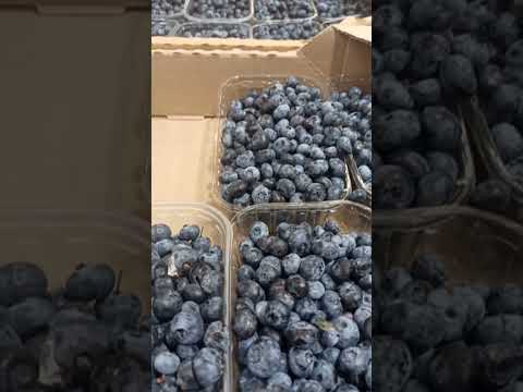 Discounted Price For GOLUBIKA Store VARUS August 12 2925 Pavlograd Shorts Pricesinukraine R