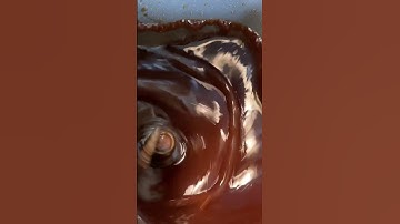 How to make Grape Jam #breadmachinelove #breadmachine #makingjam #grapejam #breadmaker #bread