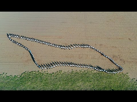 ქართული კულტურის ცენტრი  “ ფესვები \" - \" კიდევაც დაიზრდებიან \"