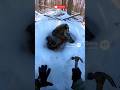 Frozen Raccoon With Babies… You Won’t Believe This Rescue! 🦝❄️