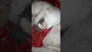 My cat delivered two kittens both have different colors ???catlovers cat catvideos