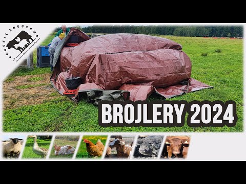 Lubuskie Angusowo - S7 E14 - Brojlery 2024 - pakowanie ptaków