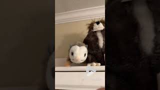 Owl on the shelf || Viral Video UK